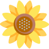 1-sunflower